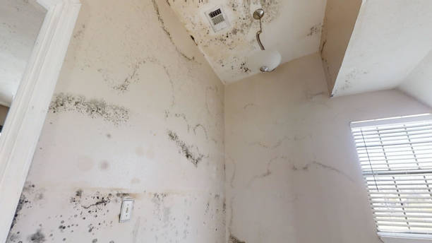 Best Commercial Mold Inspection  in Monee, IL