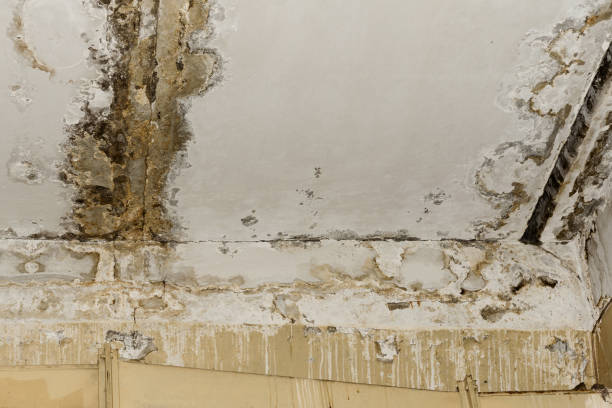 Best Basement Mold Removal  in Monee, IL